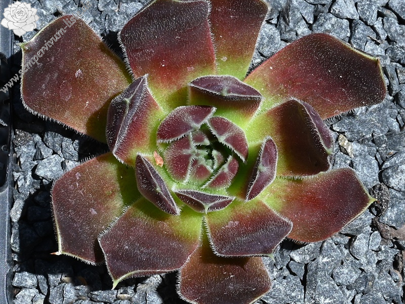 Korspel Brawn Lasse / Jovi