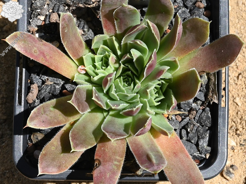 Korspel Lover Lever / Jovi