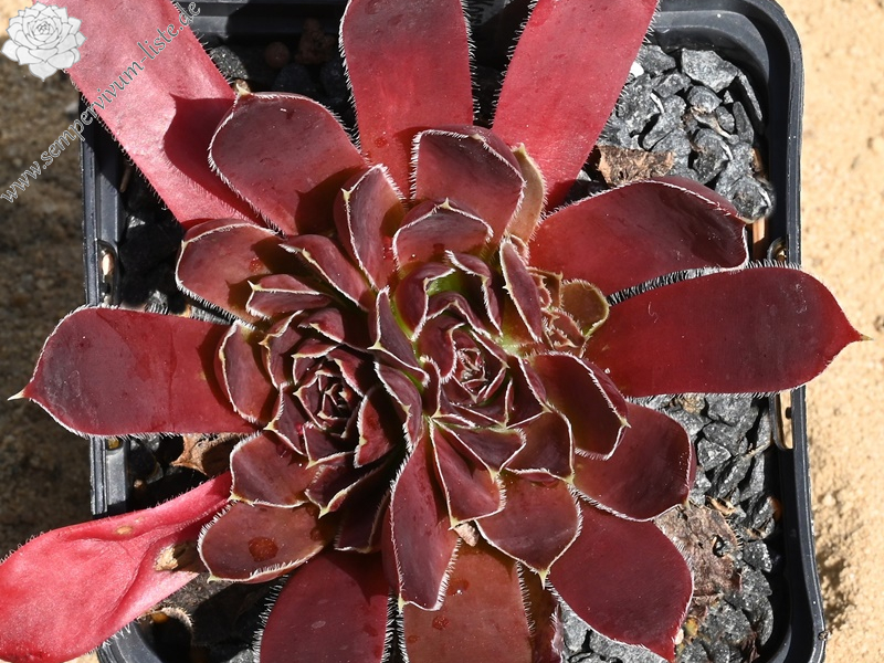 Korspel Purple / Jovi