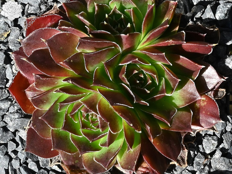 Korspelse Galtiere / Jovi