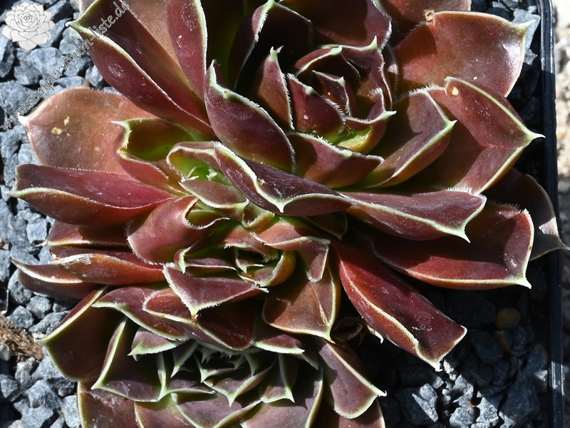 Korspelse Hogla / Jovi