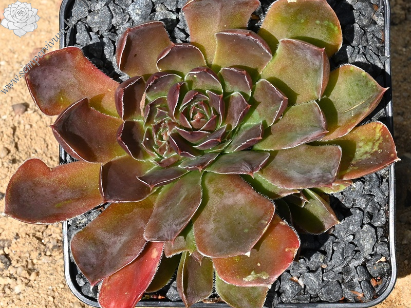 Korspelse Nonitta / Jovi