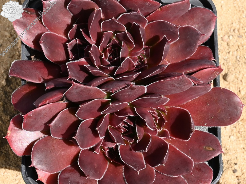 Korspelse Peyrinne / Jovi