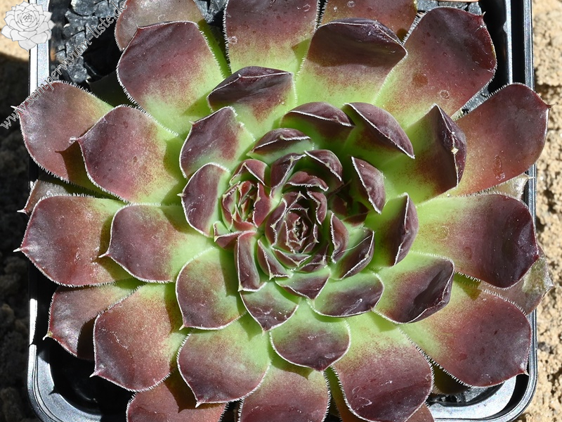 Purple Suzanna / Jovi