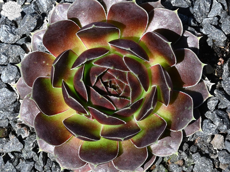 Rotgoldschale / Jovi