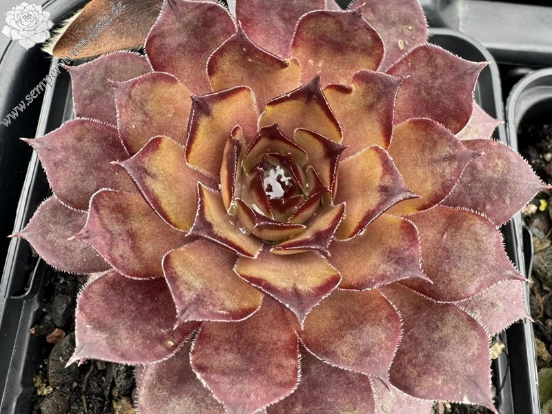 Cool von Heidi (Netzfund)