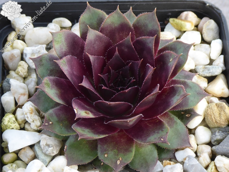 Dragonella (Netzfund)