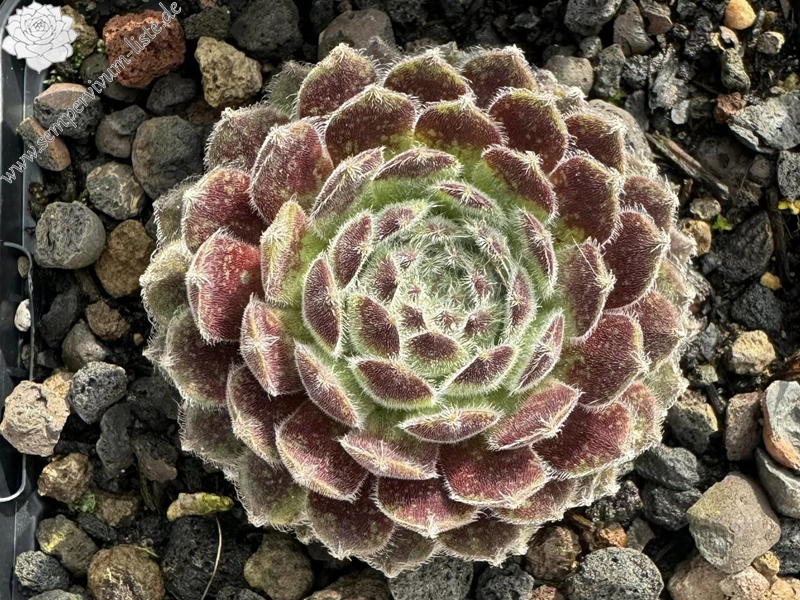 Flauschball (Netzfund)