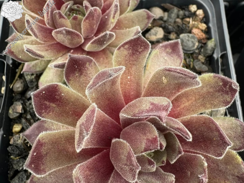 Green Plush (Netzfund)