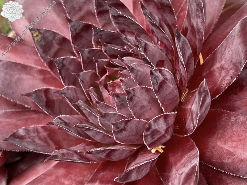 Hot Like Fire (Netzfund)