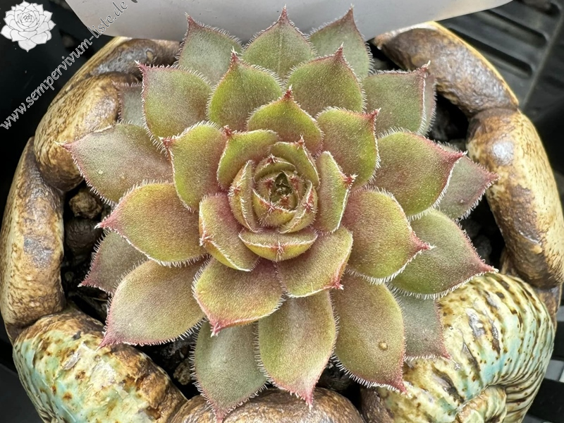 Melonensorbet (Netzfund)