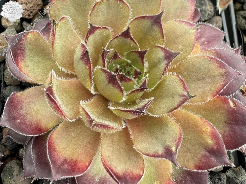 Queen Elizabeth (NG)