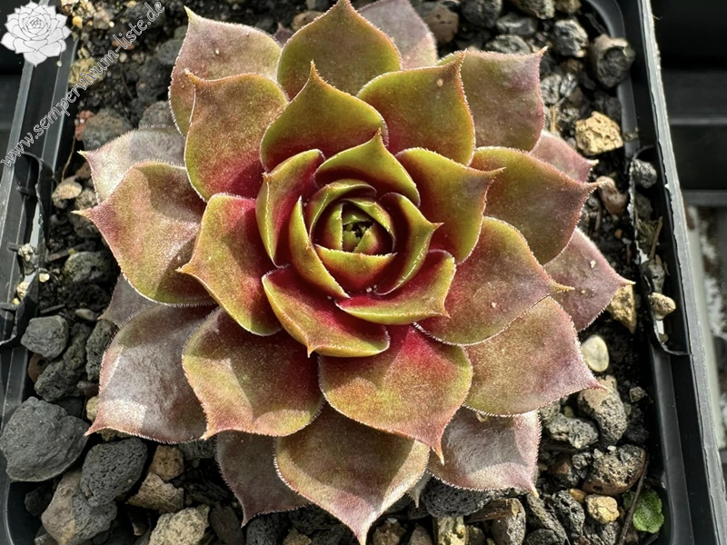 Sonnenherz (Netzfund)