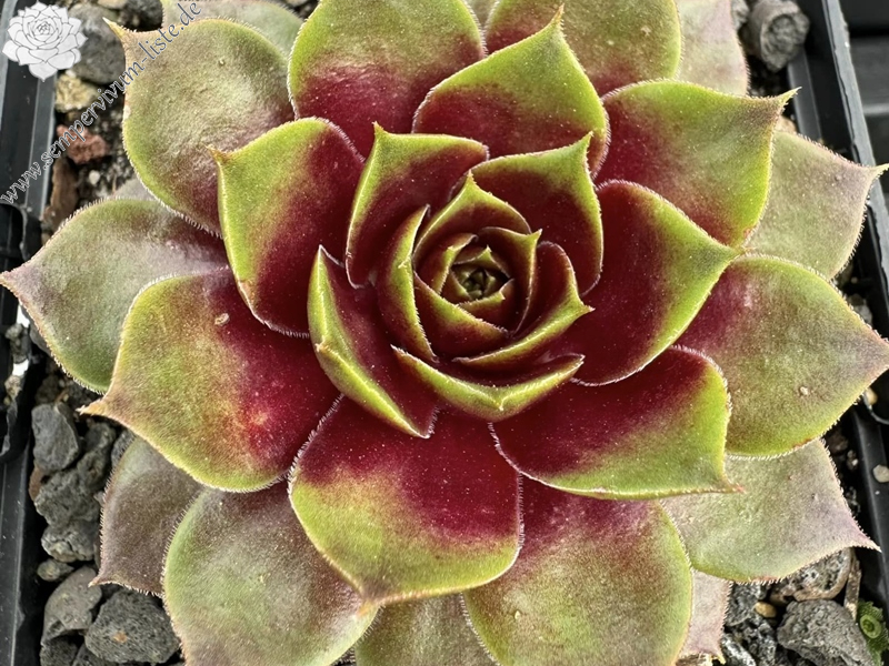 Sonnenherz (Netzfund)