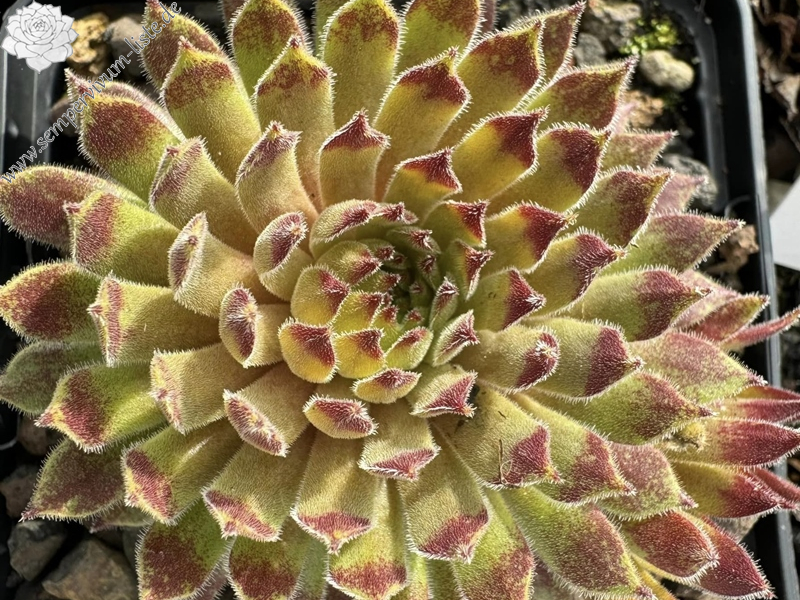 Sonnenstrahl (Netzfund)