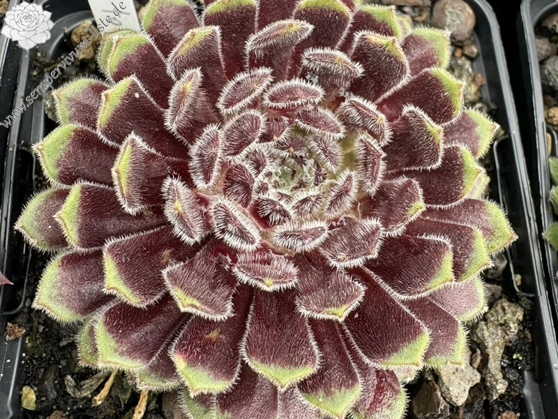 Trying to Get to You (Netzfund)