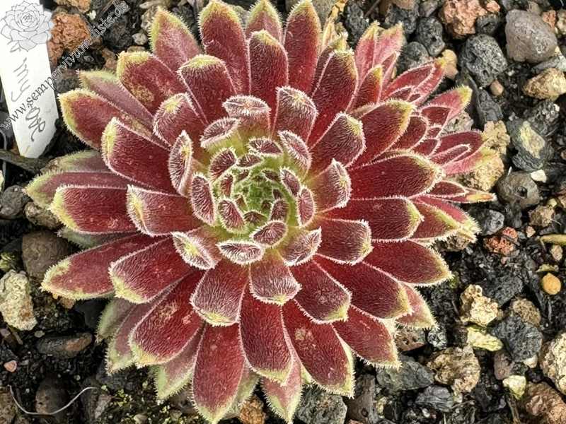 What Now my Love (Netzfund)