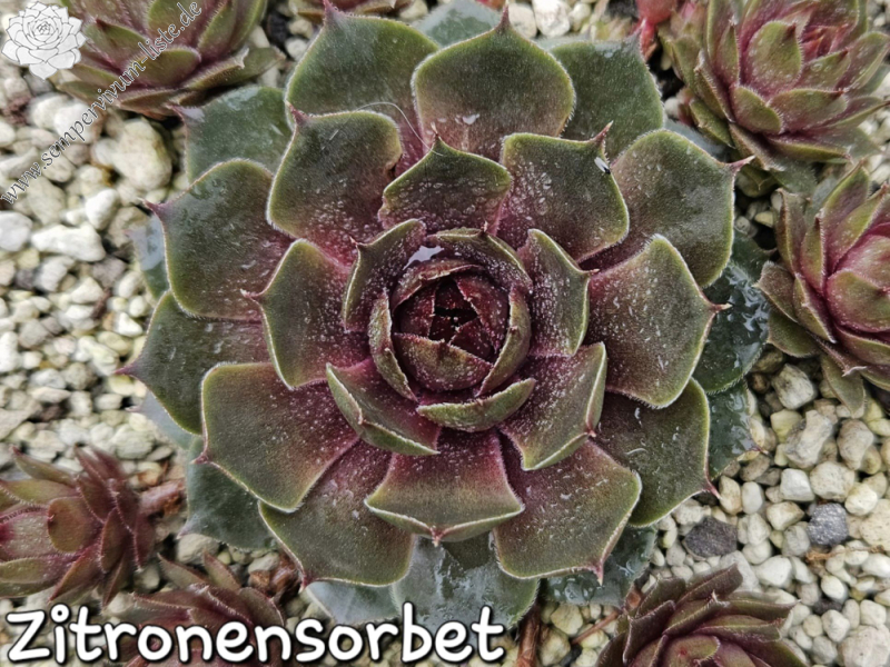 Zitronensorbet (Netzfund)