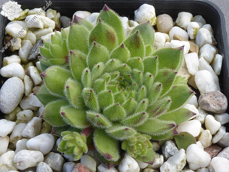 Bart der Bär (Netzfund)