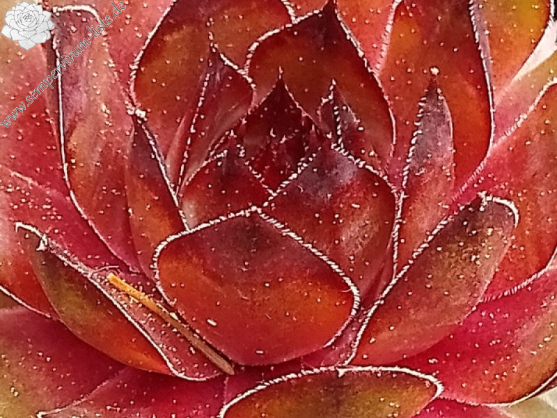 Cockscomb (Netzfund)