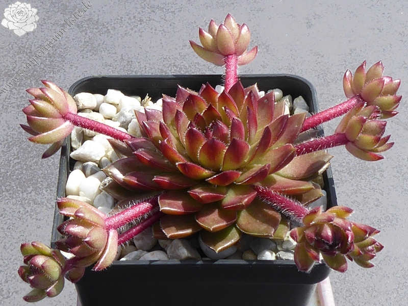 Coco de Mer (Netzfund)