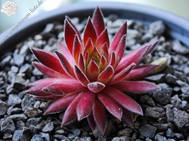 Explosive Secrets (Netzfund)