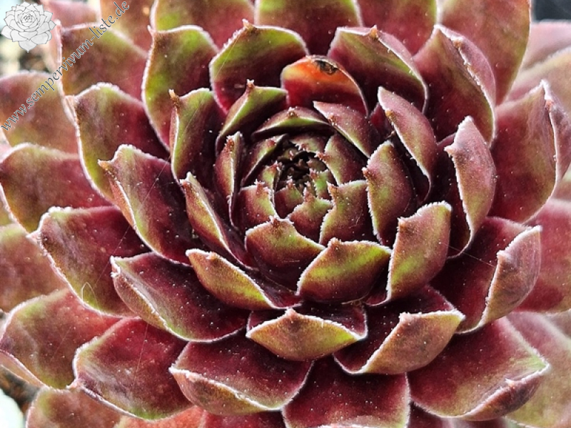 First Gift (Netzfund)