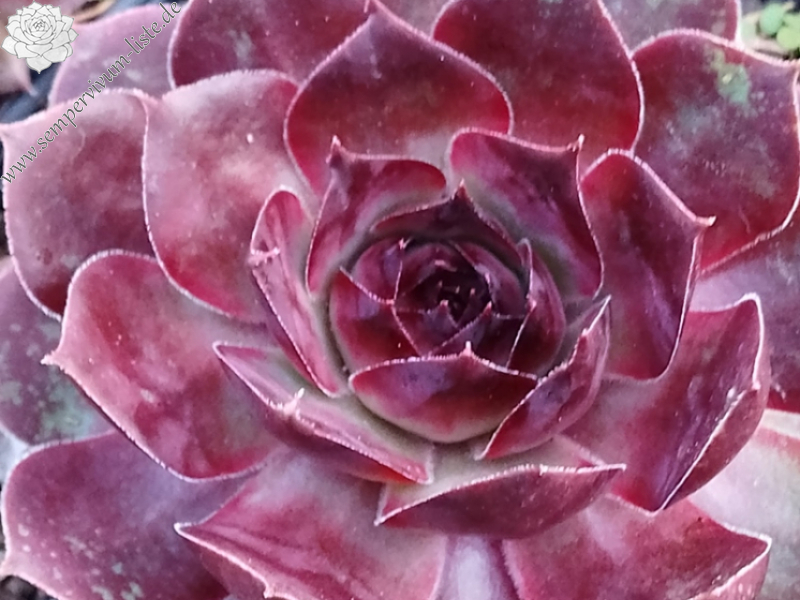 Hot Choco (Netzfund)