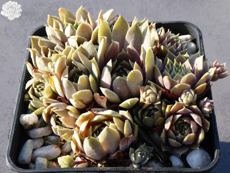 La Rositta Sonosa (Netzfund)