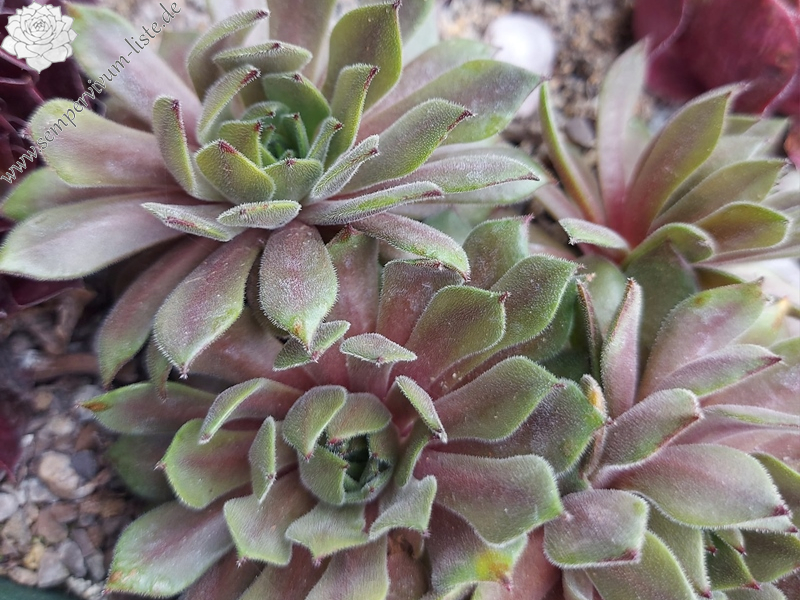Lady Liuwa (NNG)