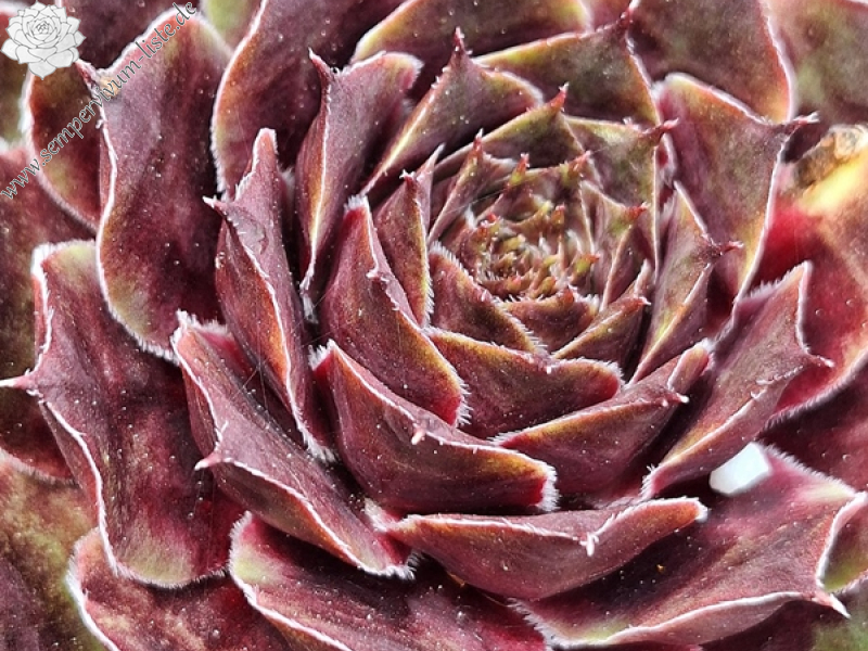 Lilac Sunbo (Netzfund)