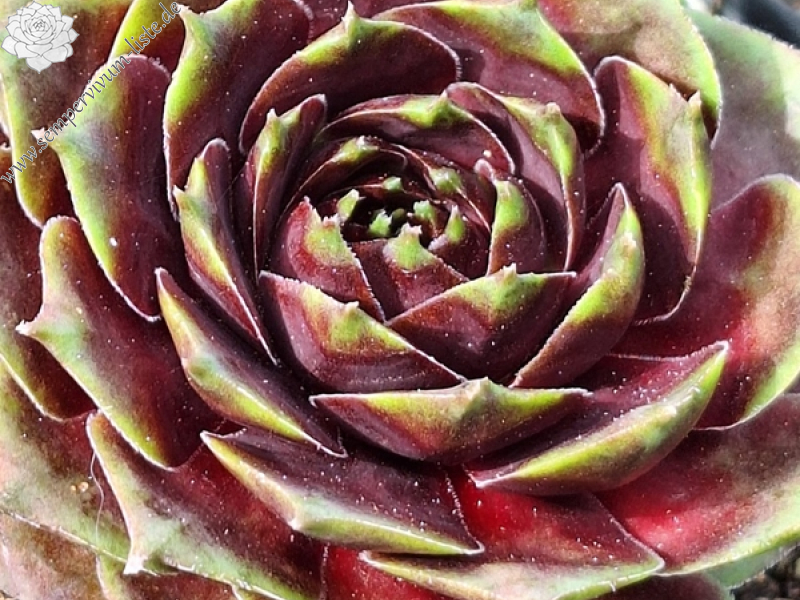 Magic of Rainbow (Netzfund)