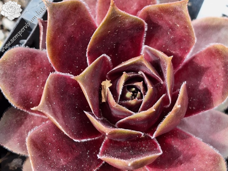 Mission Bells (Netzfund)