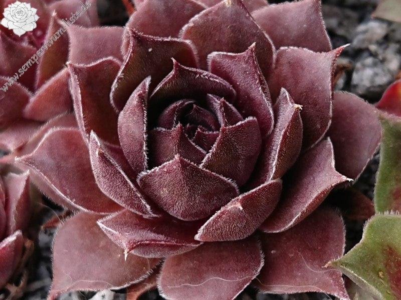 Old Rose 