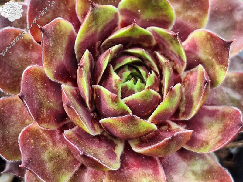 Rampions Hardy Devils (Netzfund)