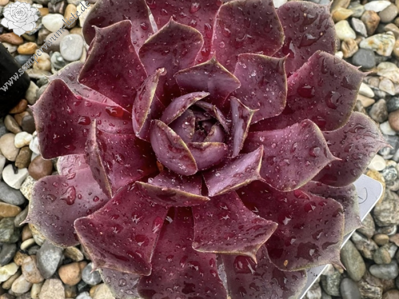 Rosenholz (Netzfund)