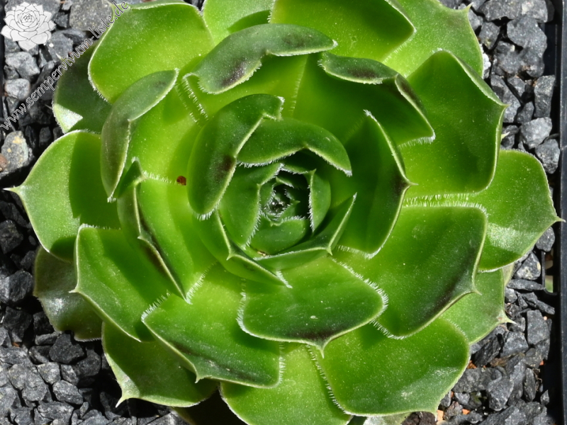 Korspelse Eudose / Jovi