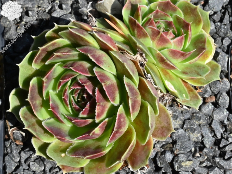 Korspelse Fedoussia / Jovi