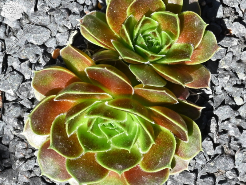 Korspelse Varpu / Jovi