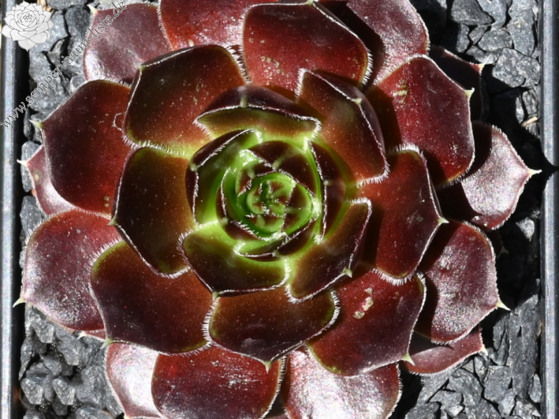 Queenie / Jovi ( II )