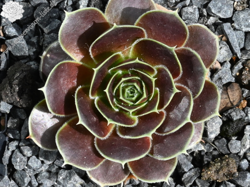 Tree Sisters / Jovi (KL)