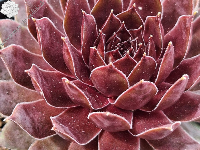 Silver King (II) (Netzfund)