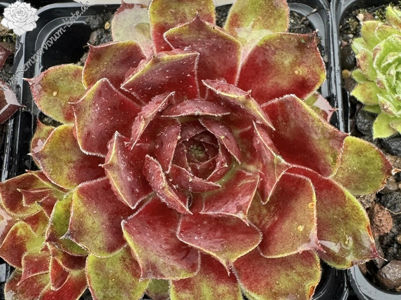 Sonnenschein (Netzfund)