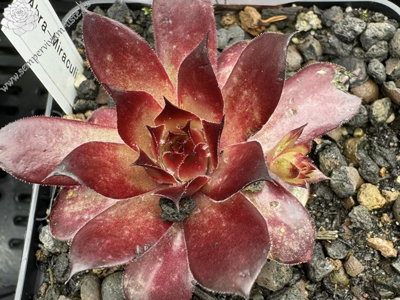 Abra-Miraculix (Netzfund)