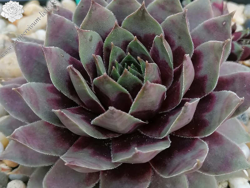 Blumenfee (Netzfund)