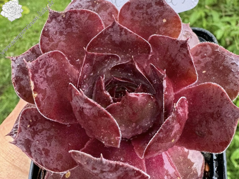 Breitenfurt (Netzfund)