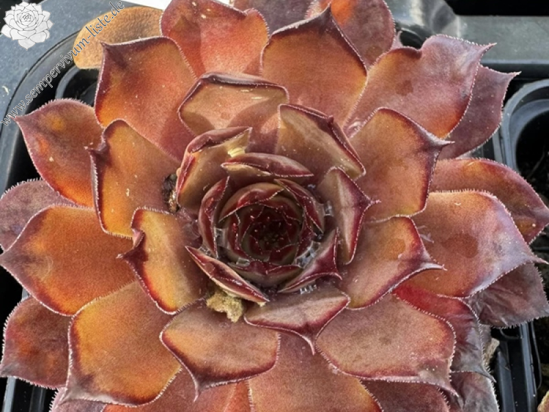 Cool von Heidi (Netzfund)