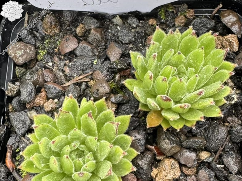 Devils Frog (Netzfund)