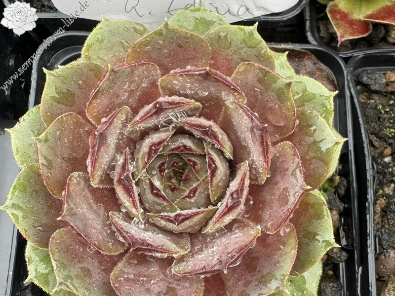 Frozen Elsa (Netzfund)