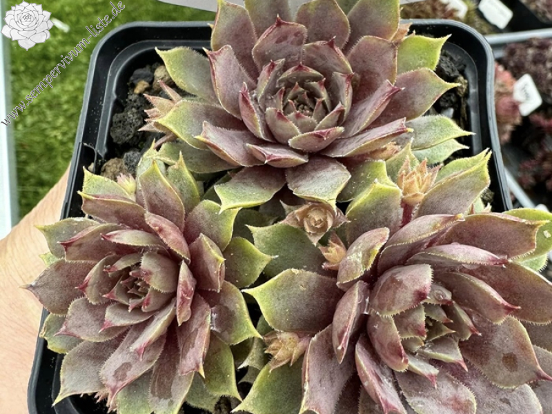 Frozen Anna (Netzfund)